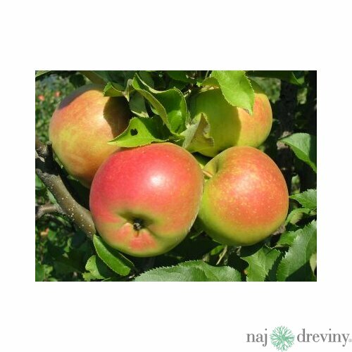 Jabloň Alwa 100/150 cm, v črepníku Malus Domestica Alwa
