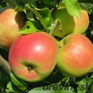 Jabloň Alwa 100/150 cm, v črepníku, podpník M26 Malus Domestica Alwa