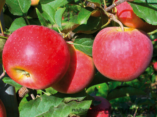 Jabloň Fredom, voľnokorenná 1-ročná Malus domestica Fredom