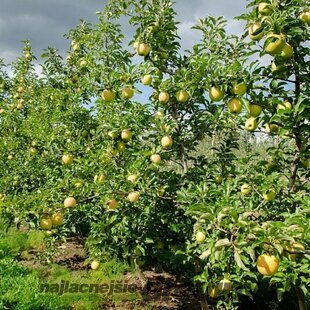 Jabloň Golden Delicious 100/120 cm M26, v črepníku Malus Domestica Golden Delicous