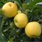 Jabloň Golden delicious 100/150 cm, podpník C5, v črepníku Malus Domestica Golden delicious