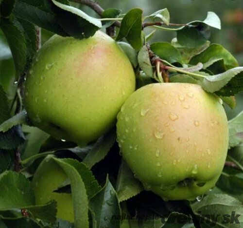 Jabloň Golden delicious výška 130/150 cm obvod 8/10 cm, už rodiaca v črepníku Malus Domestica Golden delicious