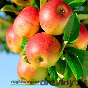 Jabloň Jonagold, 2 ročná, podpník M9RN9, výška 140/180 cm, v črepníku 5l Malus domestica Jonagold