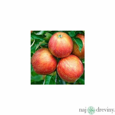 Jabloň Jonagold, podpník M9, RN29 v črepníku Malus Domestica Jonagold