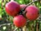 Jabloň Katja, voľnokorenná 1-ročná Malus domestica Katja