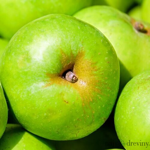 Jablon Kosztela, podpník M26 výška 120/160 cm, v črepníku Malus domestica Kosztela