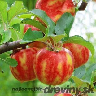 Jabloň Krasave, 2-ročná, výška 140/180 cm, voľnokorenná, podpník M9RN29 Malus domestica Krasave