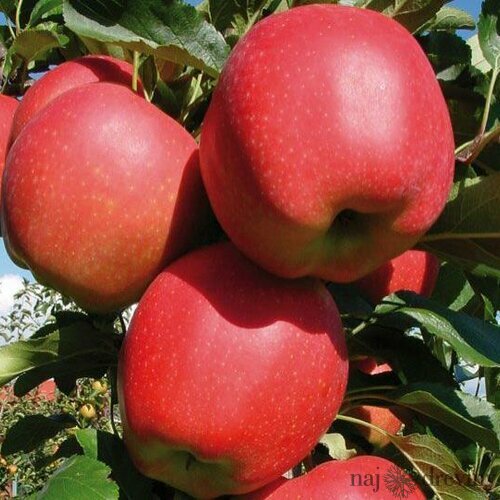 Jabloň Najdared 120/160 cm, v črepníku Malus domestica Najdared