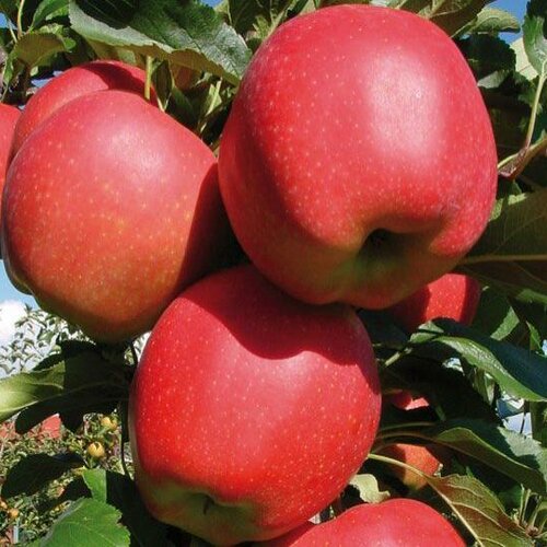 Jabloň Najdared 120/160 cm, v črepníku Malus domestica Najdared