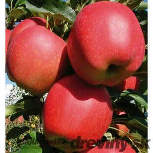 Jabloň Najdared, voľnokorenná, 2-ročná, podpník M26, výška 140/180 cm Malus domestica Najdared