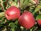 Jabloň Novamac 100/150 cm, v črepníku Malus domestica Novamac