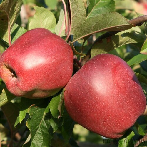 Jabloň Novamac 100/150 cm, v črepníku Malus domestica Novamac