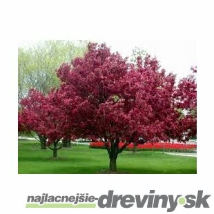 Jabloň okrasná Royalty (purpurová), výška 80/100 cm, v črepníku Malus Royalty