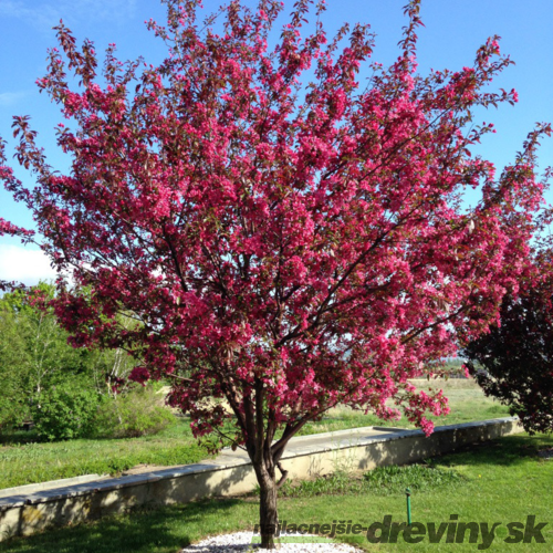 Jabloň okrasná Royalty, výška 100/150 cm, v črepníku Malus Royalty