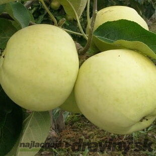 Jabloň Oliwka žltá, výška 140/180 cm, 1-ročná, podpník M26, voľnokorenná Malus domestica Oliwka