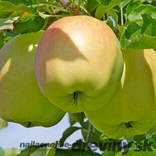 Jabloň Orion, voľnokorenná 2-ročná, podpník M9RN9 , výška 140/180 cm Malus domestica Orion