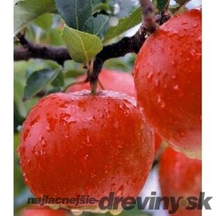 Jabloň Rajka, 2-ročná, podpník M26 , výška 140/180 cm, voľnokorenná Malus domestica Rajka
