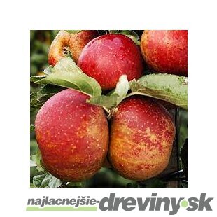 Jabloň Red Booskop, výška 140/180 cm, voľnokorenná 2-ročná, podpník M9RN29 Malus domestica Red Booskop