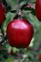 Jabloň Red delicious podpník M26, 120/160 cm v črepníku Malus domestica Red delicious