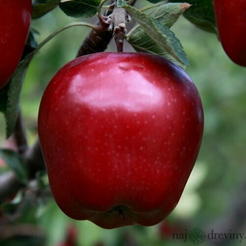 Jabloň Red delicious podpník M26, 120/160 cm v črepníku Malus domestica Red delicious