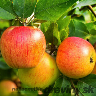 Jabloň Red Delicious, výška 100/120 cm, v črepníku, podpník M26 Malus domestica Red delicious