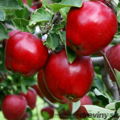 Jabloň Red delicious výška 130/150 cm obvod 8/10 cm, už rodiaca v črepníku Malus red delicious