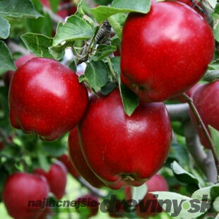 Jabloň Red delicious výška 200/250 cm obvod 8/10 cm, už rodiaca v črepníku Malus red delicious