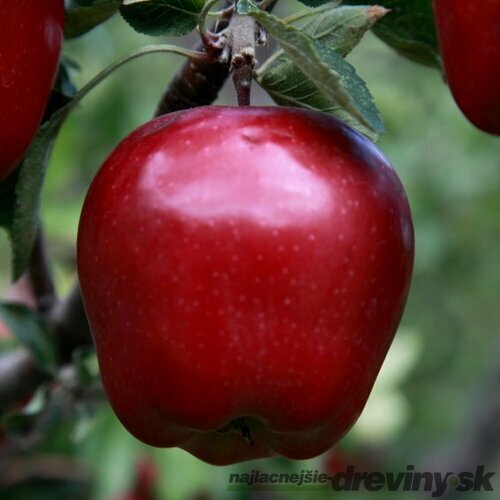 Jabloň Red Delicious, výška 80/100 cm, v črepníku, podpník M26 Malus domestica Red delicious