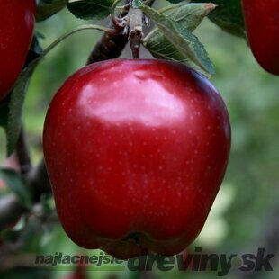 Jabloň Red Delicious, výška 80/100 cm, v črepníku, podpník M26 Malus domestica Red delicious