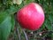 Jabloň Red Prince, výška 100/150 cm, v črepníku, podpník M26 Malus Domestica Red Prince