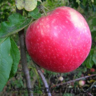 Jabloň Red Prince, výška 140/160 cm, v črepníku 5l Malus Domestica Red Prince