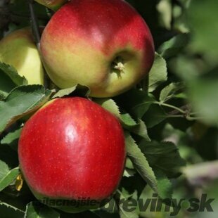 Jabloň Rozela, výška 140/180 cm, voľnokorenná 2-ročná, podpník M9RN29 Malus domestica Rozela