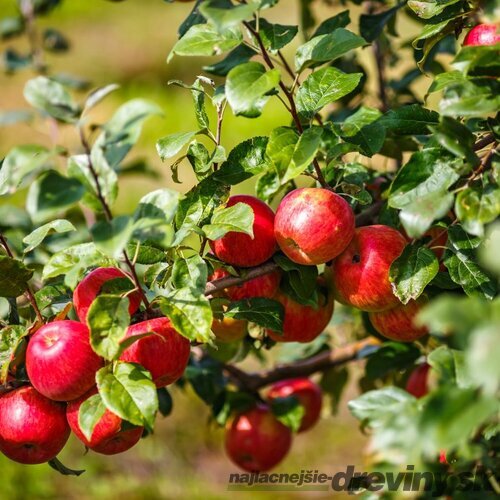 Jabloň Rubin, voľnokorenná 2-ročná, výška 140/180 cm, podpník M9RN29 Malus domestica Rubinola