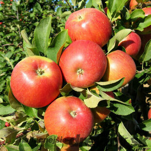 Jabloň Šampion, výška 120/140 cm, v črepníku Malus domestica ‘Champion‘