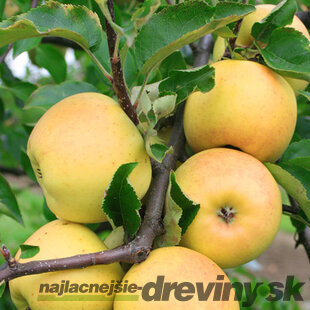 Jabloň Sirius, výška 140/180 cm, 2-ročná, podpník M9RN29, voľnokorenná Malus domestica Sirius