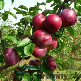 Jabloň Starking, výška 100/150 cm, v črepníku, podpník M26 Malus domestica Starking