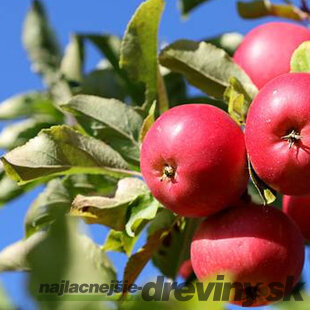 Jabloň Summerred na špailéri v tvare trojuholníka , už rodiaca 160/180 cm v črepníku P24 Malus domestica. ‘Summerred‘