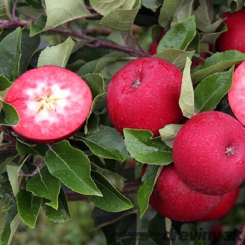 Jabloň Vitalstar (červená dužina), výška 140/160 cm, podpník M26, v črepníku 5l Malus domestica Vitalstar