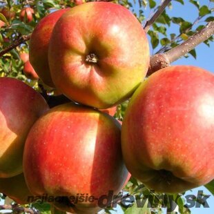 Jabloň zimná Shalimar, výška 140/160 cm, v črepníku 5l Malus domestica Shalimar