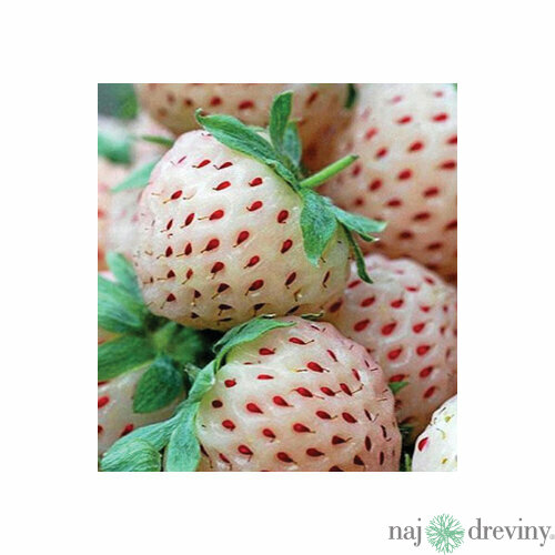 Jahoda ananásová Ananaserdbeere -biela 10/15 cm, v črepníku Fragaria ananassa