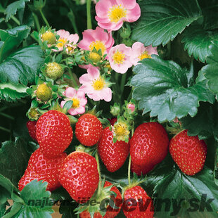 Jahoda ananásová Delizzimo, výška 30/40 cm, v črepníku Fragaria a. Delizzimo
