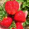 Jahoda ananásová Kimberly 10/15 cm, v črepníku Fragaria ananassa