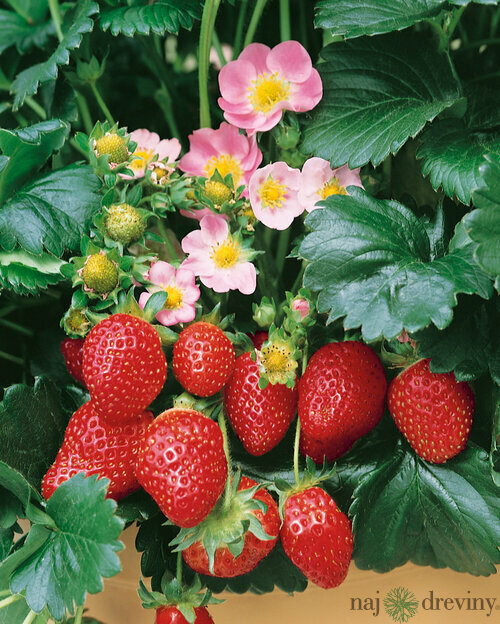 Jahoda ananásová Mieze Nova 10/15 cm, v črepníku Fragaria ananassa