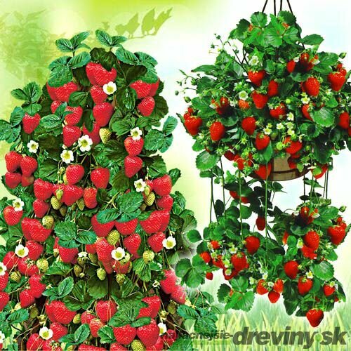 Jahoda prevísavá balkónová XXL “Tenira“ stálorodiaca 30/35 cm vo visiacom črepníku Fragaria ananassa ‘Tenira‘