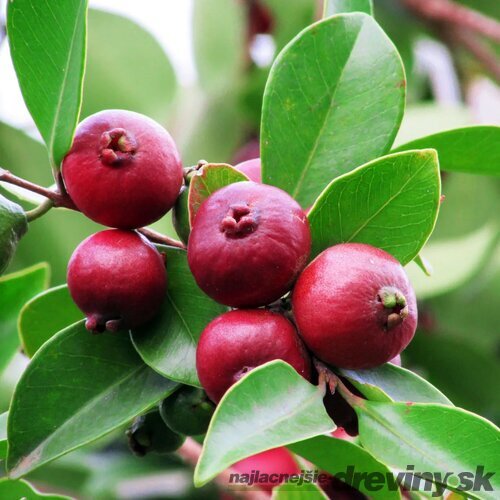 Jahodový stromček (Strawberry guava), výška 60/80 cm, v črepníku Psidium cattleianum