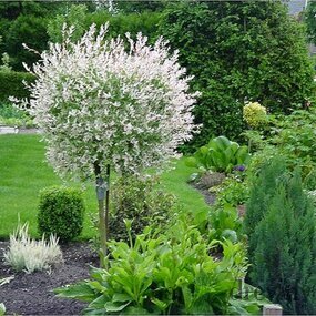Japonská vŕba Hakuro-nishiki na kmienku 120/130 cm, v črepníku Salix integra Hakuro Nishiki
