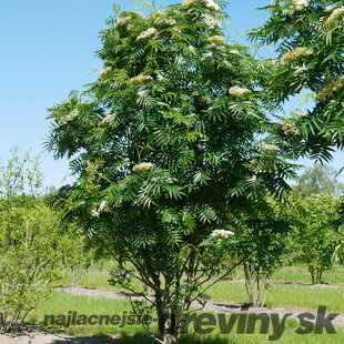 Jarabina ‘Dodong‘, výška 80/120 cm, v črepníku Sorbus Dodong