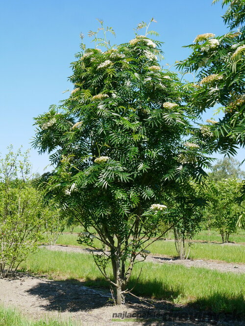 Jarabina ‘Dodong‘, výška 80/120 cm, v črepníku Sorbus Dodong