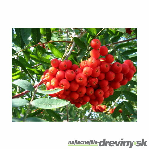 Jarabina Edulis na kmienku 120 cm, v črepníku Sorbus Aucuparia
