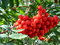 Jarabina Edulis na kmienku 120 cm, v črepníku Sorbus Aucuparia